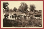 CPA 86 COUHE-VERAC Vienne (proche Poitiers) - L´ Etang * Ed. Vaillant RAC * Troupeau De Vaches - Couhe