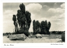 In Der Heide, Lüneburger ?, Foto, Ernst Rosner, Hamburg - Lüneburger Heide