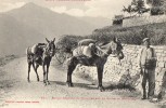 66 PIC DU BELMATX Et Muletier Sur La Route De MONTBOLLO - Otros & Sin Clasificación