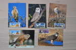 POSTCARD NAMIBIË NAMIBIA ++ FALCON VALKEN FALKEN OWL UIL - Namibie (1990- ...)