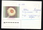 CACTUS, 1987, COVER STATIONERY, ENTIER POSTAL, SENT TO MAIL, RUSSIA - Cactusses