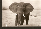 5k. FAUNA, Elephant - Afrikanischer Steppenelefant - Elephants