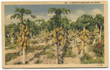 FLORIDA, Papaya Plantation - Jacksonville