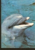 5k. FAUNA, Dolphin - 1985 - Dolphins