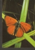 5k. FAUNA, Butterfly - Grosser Ampferfeuerfalter - Photo Schrempp - Schmetterlinge