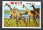 Est  Africa  -  Wildlife.   Giraffe . Ottimamente Tenuta - Jirafas