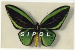 Ornithoptera Aruana -  Aru Islande Collection Boubée Papillon Vert & Noir Comité Nl De L Enfance - Schmetterlinge