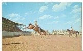 USA, Wolf Point Stampede, Montana, Unused Postcard [P8166] - Andere & Zonder Classificatie