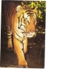 Zs28088 Tigres Tiger Not Used Back Scan Available At Request - Tigres