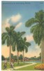 USA, Bartlett Park, St. Petersburg, Florida, Unused Linen Postcard [P8203] - St Petersburg