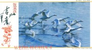 Birds Swans  ,     Prepaid Card Postal Stationery - Cisnes