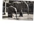 BC61205 Animals Animaux Elephants Used Perfect Shape Back Scan At Request - Elephants