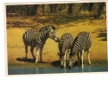 BC61625 Animals Animaux Zebres Zebras Not Used Perfect Shape Back Scan At Request - Zebra's