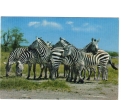 BC61626 Animals Animaux Zebres Zebras Used Perfect Shape Back Scan At Request - Cebras