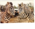 BC61627 Animals Animaux Zebres Zebras Not Used Perfect Shape Back Scan At Request - Zebre