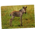BC61628 Animals Animaux Zebres Zebras Grant Used Perfect Shape Back Scan At Request - Zebre