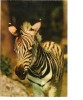 BC61629 Animals Animaux Zebres Zebras Not Used Perfect Shape Back Scan At Request - Cebras