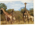 BC61631 Animals Animaux Girafe Giraffe Not Used Perfect Shape Back Scan At Request - Giraffes
