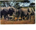 BC61632 Animals Animaux Elephants Not Used Perfect Shape Back Scan At Request - Elephants