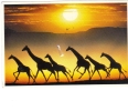 BC61653 Animals Animaux Girafes Giraffes Sunset Used Perfect Shape Back Scan At Request - Giraffes