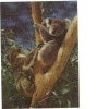 BC61678 Animals Animaux Koala Bears Ours Used Perfect Shape Back Scan At Request - Beren