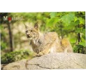 BC61685 Animals Animaux Lynx Canada Not Used Perfect Shape Back Scan At Request - Tortues