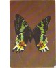 BC61101 Animals Animaux Papillons Butterfly Chrysiridia Madagascariense Not Used Perfect Shape Back Scan At Request - Butterflies