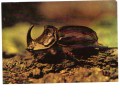 BC61102 Animals Animaux Insectes Oryctes Nasicornis Not Used Perfect Shape Back Scan At Request - Insects