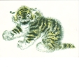 BC61108 Animals Animaux Tiger Tigre Puppy Not Used Perfect Shape Back Scan At Request - Tigres