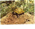 BC61136 Animals Animaux Tortue Turtle Not Used Perfect Shape Back Scan At Request - Tortues