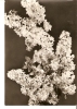 5k. Frohe Pfingsten - Foto Meinke- Echt Real Photo - Narcissus Lilac - Pentecoste