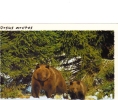 BC61197 Animals Animaux Ours Bear Not Used Perfect Shape Back Scan At Request - Ours