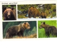 BC61196 Animals Animaux Ours Bear Multiviews Not Used Perfect Shape Back Scan At Request - Osos