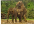 BC61199 Animals Animaux Thailand Elephants Not Used Perfect Shape Back Scan At Request - Elephants