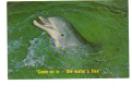 BC61206 Animals Animaux Dauphin Dolphin Not Used Perfect Shape Back Scan At Request - Delfines