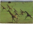 BC61248 Animals Animaux Girafes Giraffes Used Perfect Shape Back Scan At Request - Giraffen
