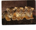 BC61259 Animals Animaux Tigres Tiger Cabs Not Used Perfect Shape Back Scan At Request - Tigres