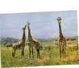 BC61262 Animals Animaux Girafes Giraffes Used Perfect Shape Back Scan At Request - Giraffes