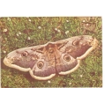 BC61270 Animals Animaux Papillons Butterfly Not Used Perfect Shape Back Scan At Request - Butterflies