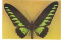 BC61271 Animals Animaux Papillons Butterfly Not Used Perfect Shape Back Scan At Request - Butterflies