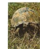 BC61273 Animals Animaux Tortue Turtle Not Used Perfect Shape Back Scan At Request - Tortues