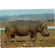 BC61300 Animals Animaux Hippopotame Hippopotamus Not Used Perfect Shape Back Scan At Request - Hippopotamuses