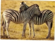 BC61303 Animals Animaux Zebres Zebras Not Used Perfect Shape Back Scan At Request - Zebre