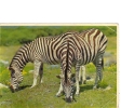 BC61325 Animals Animaux Zebres Zebras Not Used Good Shape Back Scan At Request - Cebras