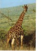 BC61312 Animals Animaux Girafe Giraffe Not Used Perfect Shape Back Scan At Request - Giraffes