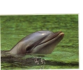 BC61327 Animals Animaux Dauphin Dolphin Not Used Perfect Shape Back Scan At Request - Delfines