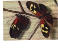 BC61330 Animals Animaux Papillon Butterfly Used Perfect Shape Back Scan At Request - Schmetterlinge