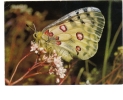 BC61332 Animals Animaux Papillon Butterfly Apollo Not Used Perfect Shape Back Scan At Request - Butterflies