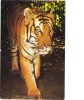 BC61334 Animals Animaux Tiger Tigre Used Perfect Shape Back Scan At Request - Tigres