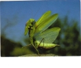 BC61341 Animals Animaux Insectes Mantis Religiosa Not Used Perfect Shape Back Scan At Request - Insectes